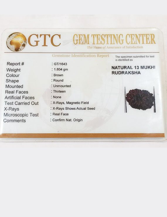 13 Mukhi Certified Indonesian Rudraksha Premium quality